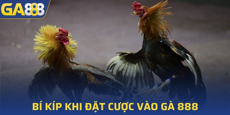 Bí kíp khi đặt cược vào gà 888