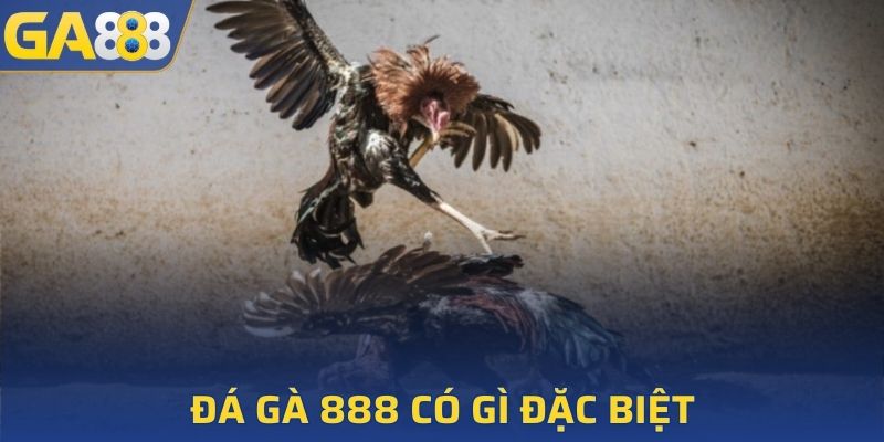 Đá gà 888 có gì đặc biệt