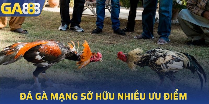 Đá gà mạng sở hữu nhiều ưu điểm nổi bật