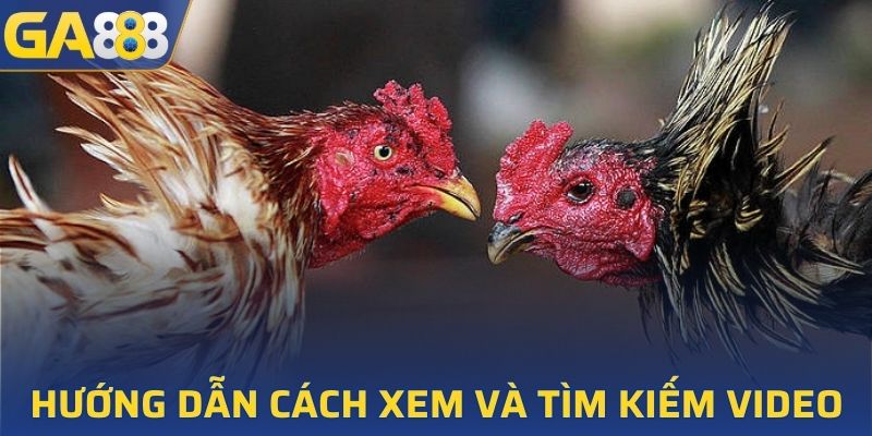 Hướng dẫn tìm kiếm và lựa chọn video