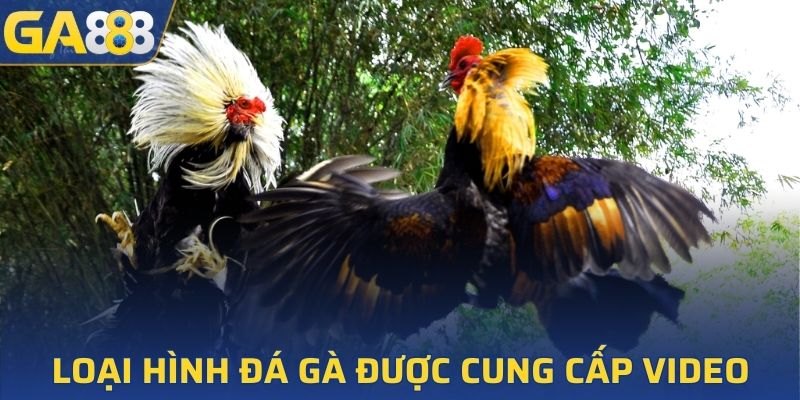 Loại hình đá gà người chơi được chiêm ngưỡng