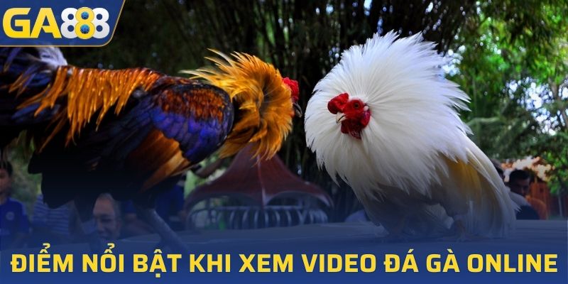 Mãn nhãn với trận đấu trên video đá gà