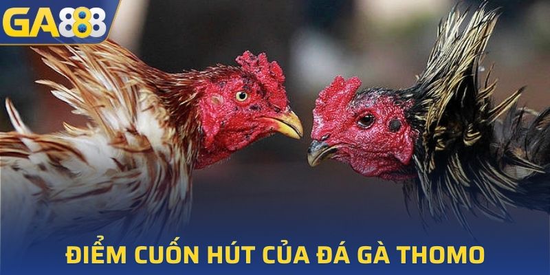 Một vài ưu điểm nổi bật của đá gà Thomo GA888