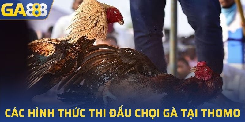 Tổng hợp các hình thức thi đấu chọi gà tại Thomo