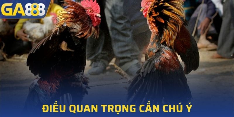 Lưu ý khi tham gia xem trận đấu