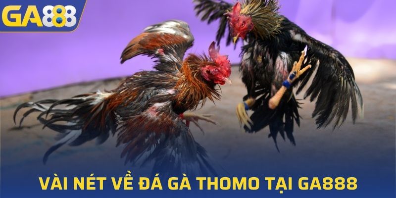 Vài nét sơ lược về đá gà Thomo tại GA888